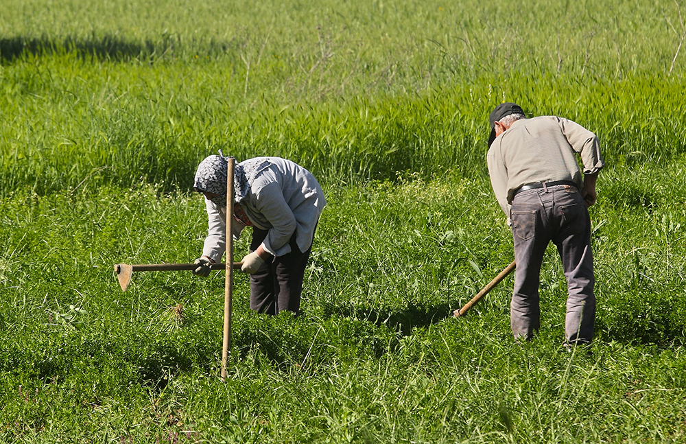 Ξεκινούν οι πληρωμές προς τους αγρότες: 3